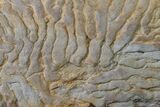 Pennsylvanian, Fossil Microbial Mat - Oklahoma #155986-1